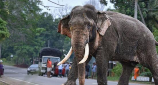 Sri Lanka Mourns the Loss of Tusker Kawantissa